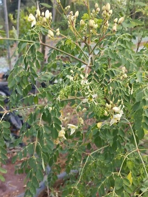 40 Moringa Oleifera Seeds Production Italy Calabria