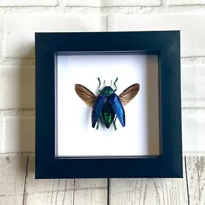 Blue Jewel Beetle (Polybothris sumptuosa) Deep Box Frame Display Insect Bug - Foto 1 di 3