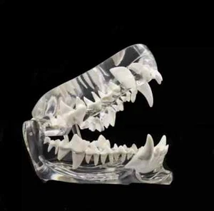Hundezähne Modell Zahn transparent anatomisch Tierarzt Hund Unterricht PVC - Bild 1 von 9