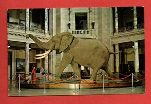 SMITHSONIAN Museum of Natural History postcard AFRICAN BUSH ELEPHANT animal - Picture 1 of 3