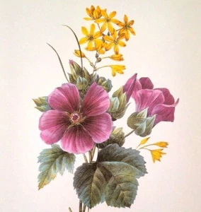 Plato de libro estampado flores botánicas ramo floral redoute 45 malva et ixia - Imagen 1 de 3
