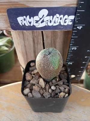 Astrophytum Myriostigma cv. 'Ball' Cactus - Image 1 of 2