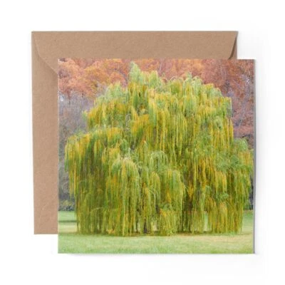 DV DESIGN 1 x Blank Greeting Card Weeping Willow Tree Nature #52430