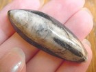 (F370-L) Orthoceras marbilized fossil straight horn shell nautiloid cephalopod