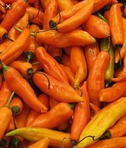 CHILI AJI AMARILLO 50 SEMILLAS PERU CEVICHE SEEDS - Imagen 1 de 2