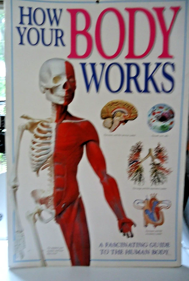 1997 How Your Body Works 16" X 24" made in Italy, HC educational Big board book - Image 1 of 4