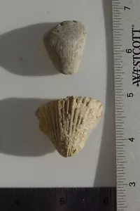 Fósil de coral y caparazón especímenes fósiles T1045 - Imagen 1 de 8