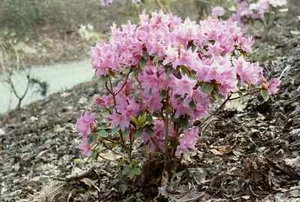 50 Rhododendron amesiae Samen, Rhododendronsamen. Exotischer blühender Strauch - Bild 1 von 5