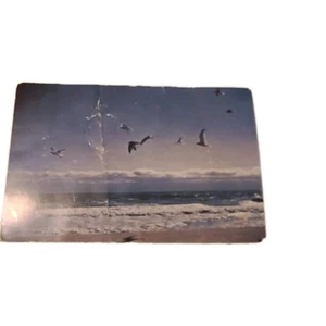 UNUSED POSTCARD - SEA GULLS OVER NANTUCKET SOUND, CAPE COD, MASSACHUSETTS - Picture 1 of 2