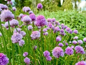 Chives (Allium schoenoprasum). - Picture 1 of 2