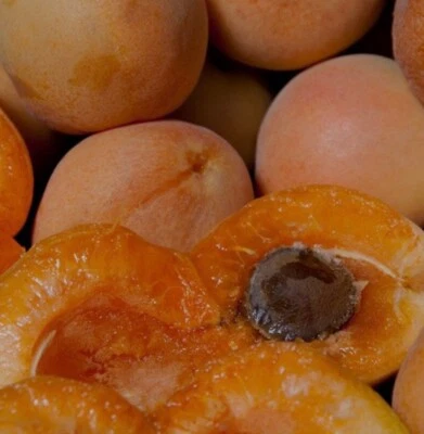 5 Organic Rare Delicious Royal Apricot live Cuttings for grafting Guaranteed. - Image 1 of 4
