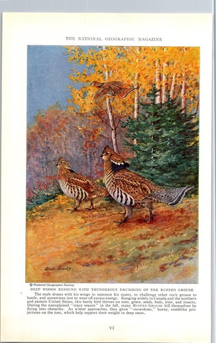 Vintage 1936 Ruffed Grouse Print - Nature Wall Art | eBay
