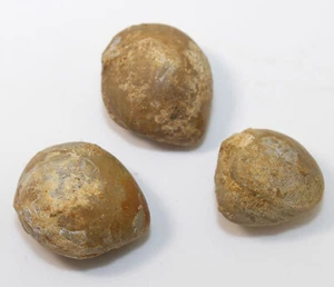 Brachiopoden, Sphaeroidothyris sphaeroidalis, Jura, Bajoc, Dorset, UK-x153 - Picture 1 of 7