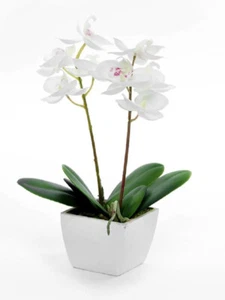 Artificial Potted Mini Cream Orchid - Fabric Leaves - by Country Baskets - 33cm - Picture 1 of 1