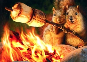 Funny HAPPY ANNIVERSARY Card FOR SIGNIFICANT OTHER, Squirrel Smores by Avanti +✉ - Picture 1 of 5