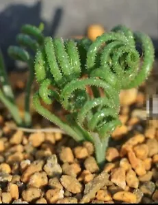 ALBUCA viscosa 5cm diameter bulb, 7yrs old - Picture 1 of 3