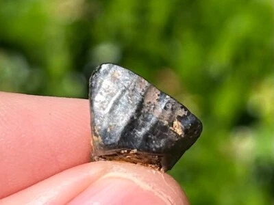 NICE Iguanodon Dinosaur Tooth Fossil Hastings UK Cretaceous Age Dino Teeth - Image 1 of 4