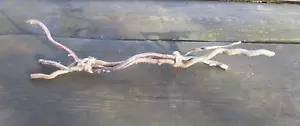 Äste ECHTHOLZ Deko Tischdeko Zweig Ast Bündel Fenster Raum Natur Korkenzieher - Bild 1 von 2