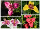 50x Tigridia Pavonia Peacock Tiger Iris Mixture Bulbs Easy To Grow Garden Flower