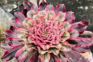 Aeonium Christine Variegated Single Cutting 7cm diameter, with 5cm length stem - Picture 1 of 2