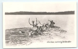 Postal RPPC Caribú nadando en el río Yukón - Imagen 1 de 3