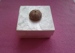 Weiße Perlmutt Quadrat Schmuck Kosmetik Schmuckschatulle mit Echinus Griff - Bild 1 von 6
