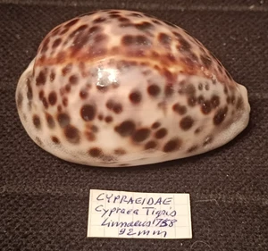 Cypraea tigris orange F+++/92 mm - Rare - Imagen 1 de 7