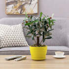 Round Modern Ribbed Design Yellow Ceramic Home Garden Flower Planter Pot