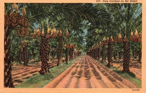 Postal de colección: Date Gardens in the Desert - Lino - Sin publicar - Imagen 1 de 2