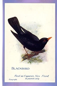 1914c BLACKBIRD CAPERNS CAGE BIRD FOOD ADVERTISEMENT ADVERT VINTAGE POSTCARD - Picture 1 of 2