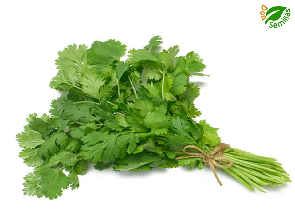 Perejil Gigante de Italia - 5.000 semillas - Petroselinum crispum Aromaticas Hue