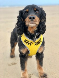 cocker spaniel puppy harness