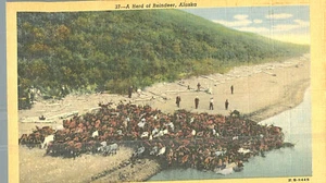 VIntage Postcard-37,A Herd of Reindeer, Alaska, - Picture 1 of 2
