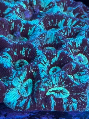 live coral Frozen Star Favia LPS Coral by "coralSLover"