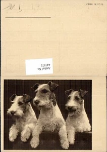 447272,Russell Terrier Hunde Tiere - Bild 1 von 1