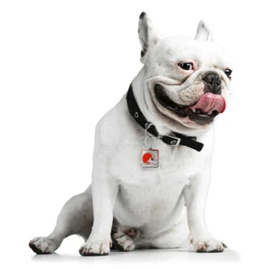 Cleveland Browns Pet Collar Charm - Picture 1 of 1