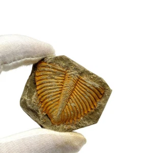 1Piece Natural Fossil Trilobite Coronocephaluon Matrix Rock Crystal Specimen - Picture 1 of 12