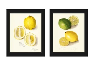 Vintage Lemon Lime Print Botanical Wall Art Set of 2 Beautiful Antique Unframed - Picture 1 of 6