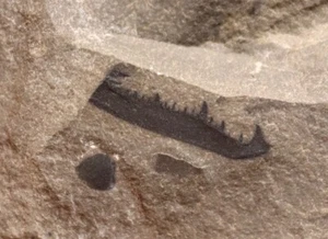 Rare Pterygotid Acutiramus Claw from Bertie Formation, NY Silurian eurypterid - Picture 1 of 6