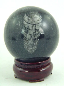 BUTW Orthoceras Nautiloid Fósil 60mm Esfera con Soporte Talla Lapidaria 0919P - Imagen 1 de 3