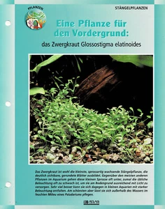 Das Zwergkraut Glossostigma elatinoides / Aquariuminfokarte - Picture 1 of 1