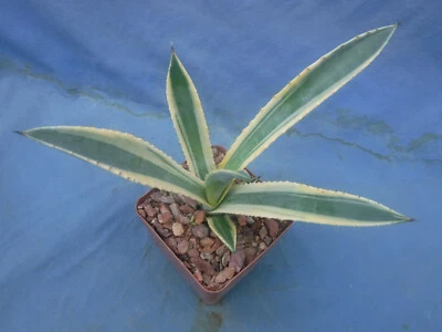 Agave murpheyi "Rodney" VARIEGATED Plant 6" to 8" Wide Great Cold Tolerant Agave - Image 1 of 4