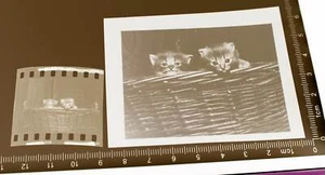 zwei tolle alte Negative - zwei Kätzchen im Korb - Picture 1 of 1
