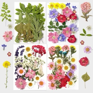Dried Pressed Flowers for Craft, Natural Colorful Pressed Flowers Bulk Real Dry - Picture 1 of 7