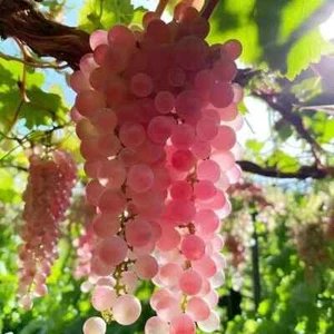 UVA ROSA JAPONESA - UVA ROSA JAPÓN, 15 SEMILLAS + Regalo - Imagen 1 de 1