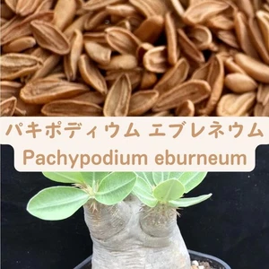 Pachypodium eburneum seeds50/100/200/500pcs - Picture 1 of 1