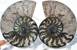 Large Black Ammonite PAIR Deep Crystal 110myo Dino age FOSSIL 170mm 6.6" 9531yy - Picture 1 of 8