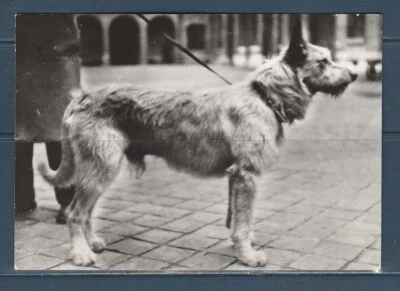 CPSM vers 1960  nature faune animaux  chien  berger de picardie - Photo 1/2