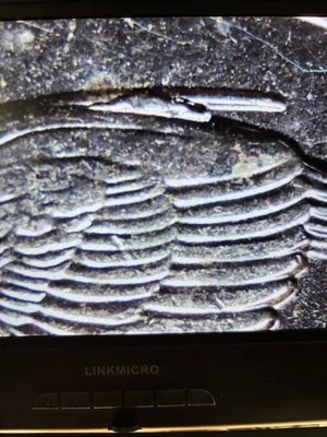 2018 P Block Island ATB Quarter with Large Extra Feather Die Chip Top Of Bird - Image 1 of 4