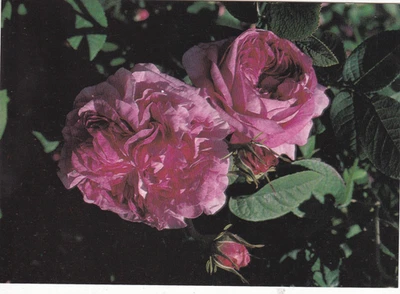 Rosa Gallica Postcard unused VGC - Image 1 of 2